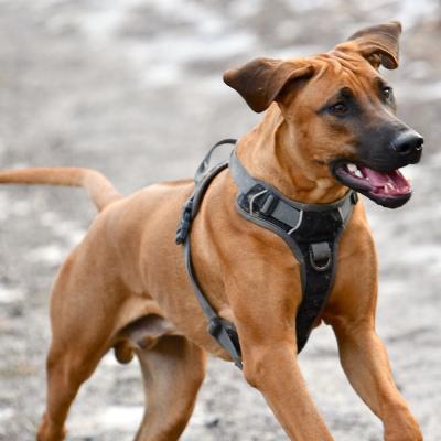 Rrvkie Welpentreff A Wurf Feb19 1 1550389655