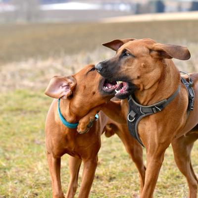 Rrvkie Welpentreff A Wurf Feb19 11 1550389622