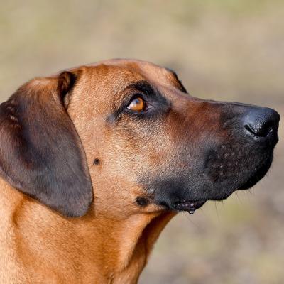 Rrvkie Welpentreff A Wurf Feb19 12 1550389622