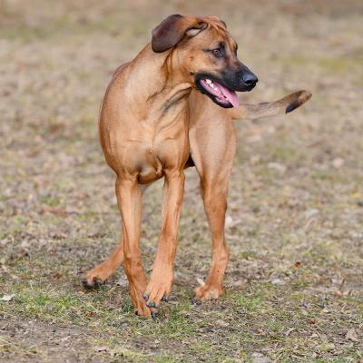 Rrvkie Welpentreff A Wurf Feb19 13 1550389623