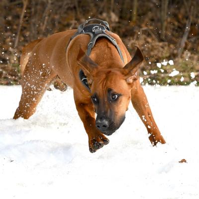 Rrvkie Welpentreff A Wurf Feb19 14 1550389624