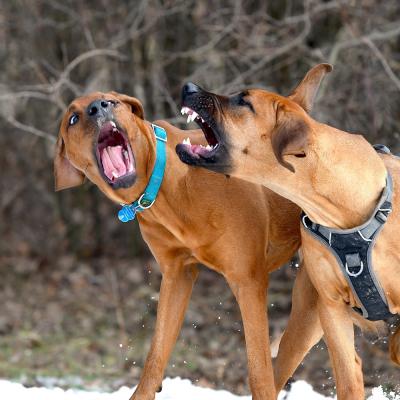 Rrvkie Welpentreff A Wurf Feb19 17 1550389625