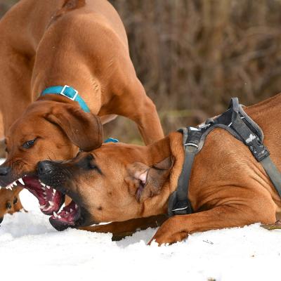 Rrvkie Welpentreff A Wurf Feb19 18 1550389626