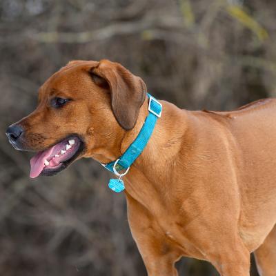 Rrvkie Welpentreff A Wurf Feb19 19 1550389626