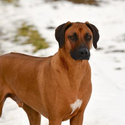 Rrvkie Welpentreff A Wurf Feb19 2 1550389656