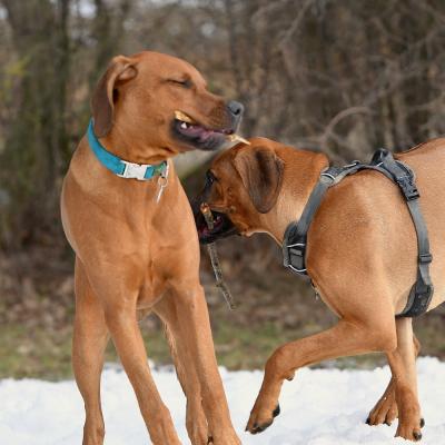 Rrvkie Welpentreff A Wurf Feb19 20 1550389626