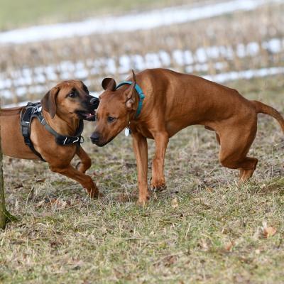 Rrvkie Welpentreff A Wurf Feb19 22 1550389628