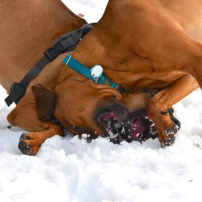 Rrvkie Welpentreff A Wurf Feb19 23 1550389628