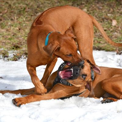 Rrvkie Welpentreff A Wurf Feb19 24 1550389630