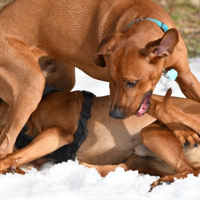 Rrvkie Welpentreff A Wurf Feb19 25 1550389629