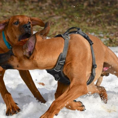 Rrvkie Welpentreff A Wurf Feb19 26 1550389630