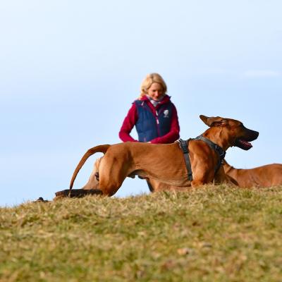 Rrvkie Welpentreff A Wurf Feb19 27 1550389632