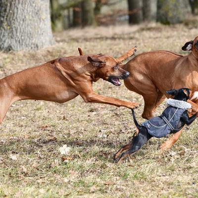 Rrvkie Welpentreff A Wurf Feb19 29 1550389633