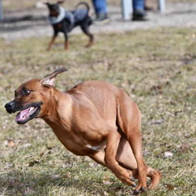 Rrvkie Welpentreff A Wurf Feb19 30 1550389633