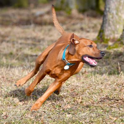 Rrvkie Welpentreff A Wurf Feb19 4 1550389617