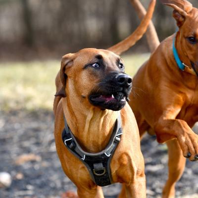 Rrvkie Welpentreff A Wurf Feb19 5 1550389617