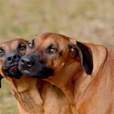 Rrvkie Welpentreff A Wurf Feb19 6 1550389618