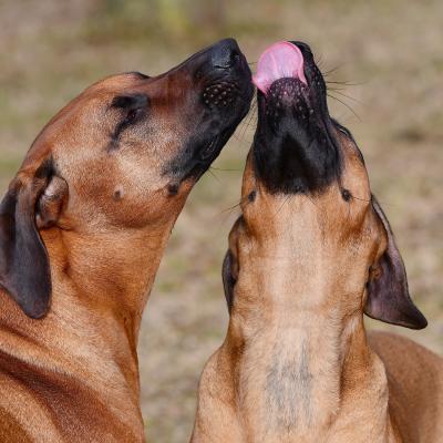 Rrvkie Welpentreff A Wurf Feb19 7 1550389621