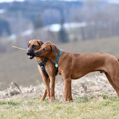 Rrvkie Welpentreff A Wurf Feb19 9 1550389620