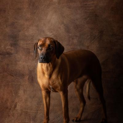 Hera Und Hektor Shooting 105 1549028210