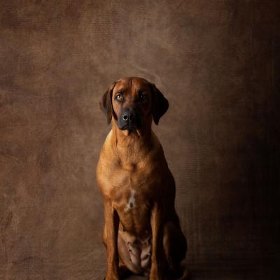 Hera Und Hektor Shooting 107 1549028211