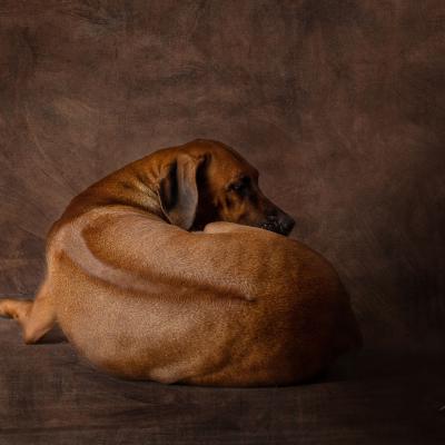 Hera Und Hektor Shooting 109 1549011830