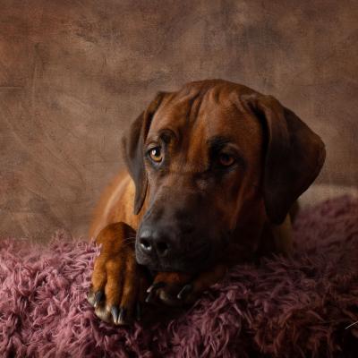 Hera Und Hektor Shooting 113 1549027663