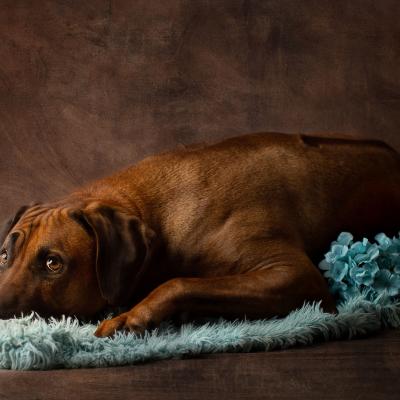 Hera Und Hektor Shooting 119 1549027665