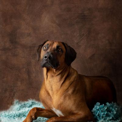 Hera Und Hektor Shooting 121 1549027666