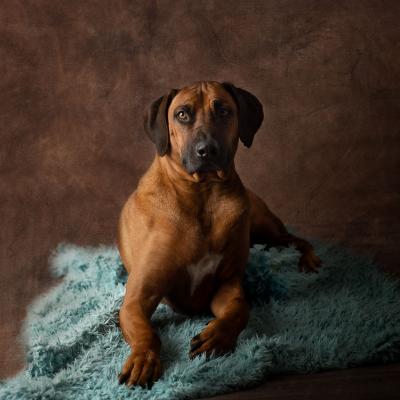 Hera Und Hektor Shooting 123 1549027667