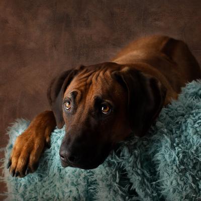 Hera Und Hektor Shooting 125 1549027667