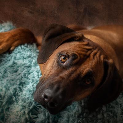 Hera Und Hektor Shooting 76 1549027651