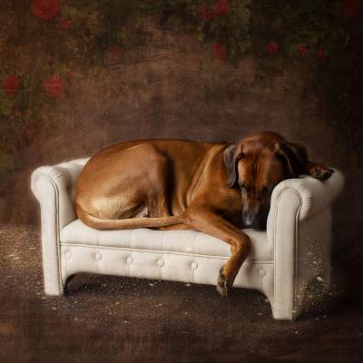 Hera Und Hektor Shooting 79 1549027652