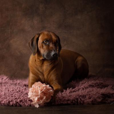 Hera Und Hektor Shooting 82 1549027652