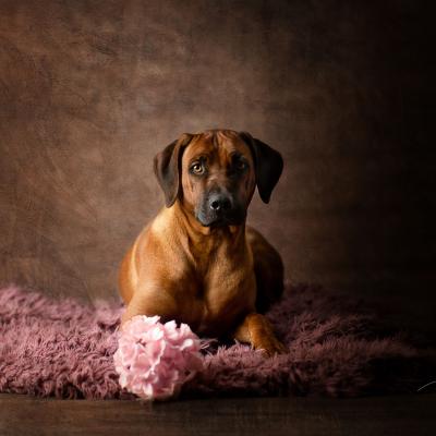 Hera Und Hektor Shooting 86 1549027653