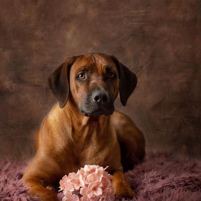 Hera Und Hektor Shooting 87 1549027654