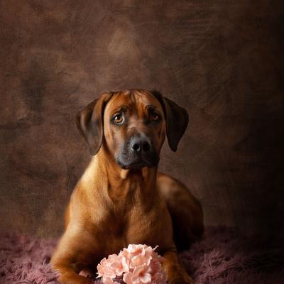 Hera Und Hektor Shooting 89 1549027656