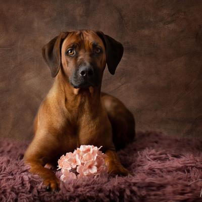 Hera Und Hektor Shooting 91 1549027656