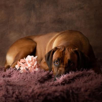 Hera Und Hektor Shooting 93 1549027657