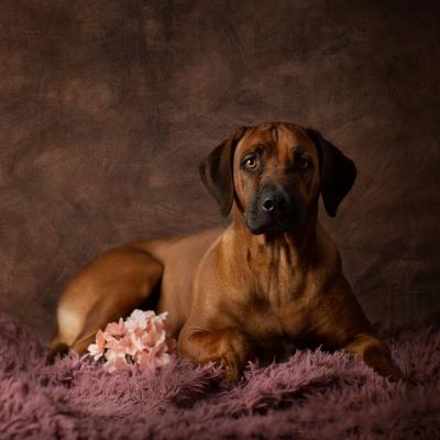 Hera Und Hektor Shooting 95 1549027658