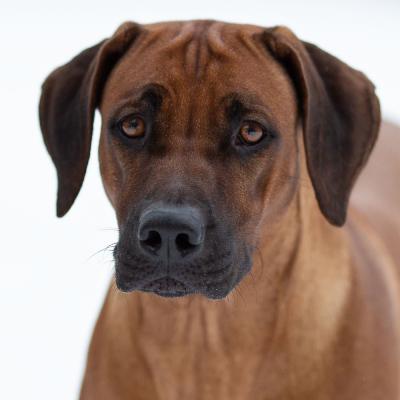 Hera Und Hektor Shooting 1 1547906950