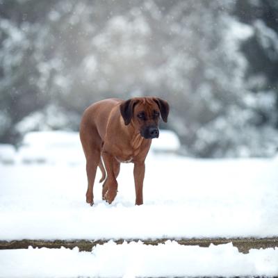 Hera Und Hektor Shooting 13 1547906954