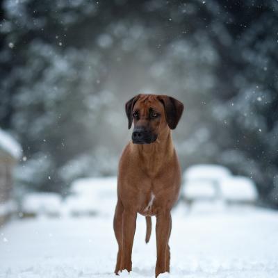 Hera Und Hektor Shooting 15 1547906954