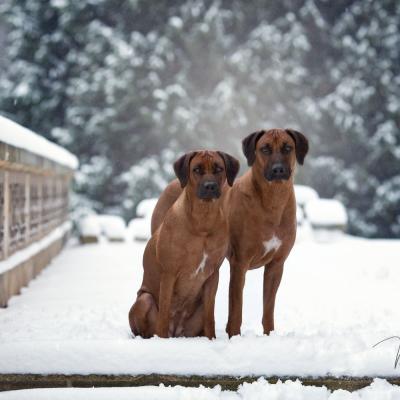 Hera Und Hektor Shooting 20 1547906954