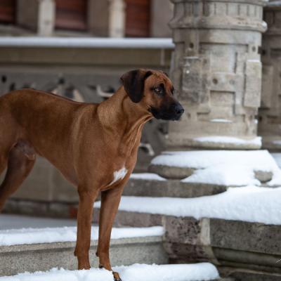 Hera Und Hektor Shooting 21 1547906955