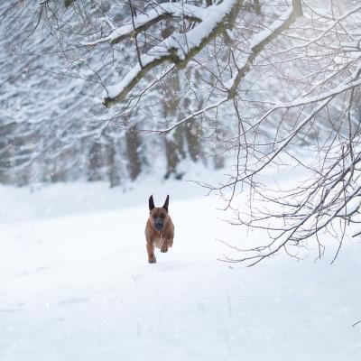 Hera Und Hektor Shooting 26 1547906941