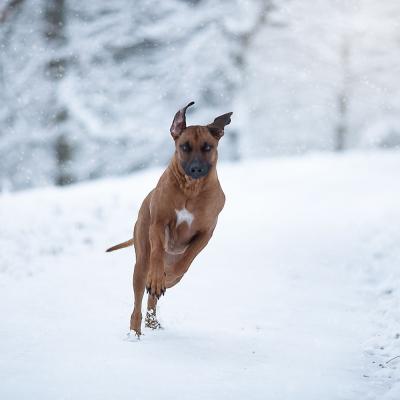 Hera Und Hektor Shooting 28 1547906941