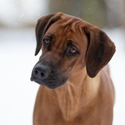 Hera Und Hektor Shooting 3 1547906951