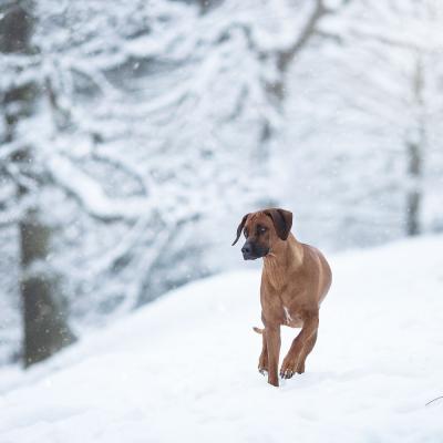 Hera Und Hektor Shooting 31 1547906941