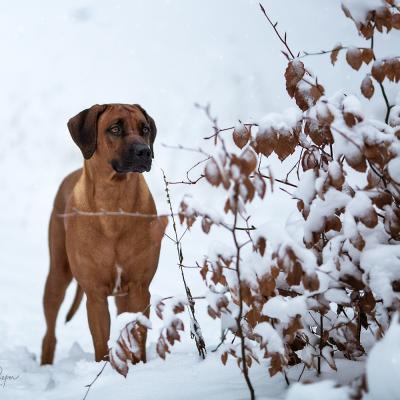 Hera Und Hektor Shooting 34 1547906943